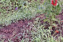 Image of the petition unkontrollierte Katzenplage