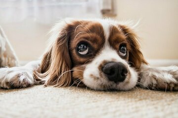 Bild der Petition Weg mit dem Hundkot, schafft Hundebeutelspender an.