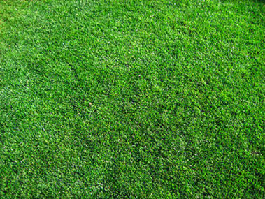 Wiese statt Steinwüste - Platz der Alten Synagoge mit Wiese erhalten