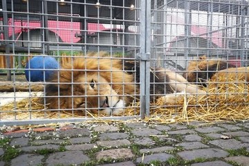Bild der Petition Wildtierverbot für Zirkus Charles Knie - Forderung für Auftrittsverbote in Landau in der Pfalz
