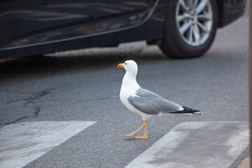 Bild der Petition Zebrasteifen/Verkehrsberuhigung AWO Kita Schönkirchen